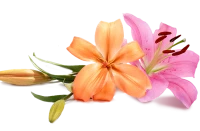 WEBP