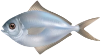 WEBP