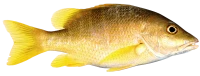 WEBP