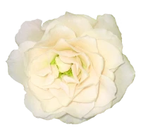 WEBP