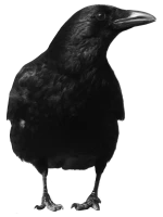 WEBP