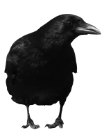 WEBP