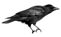 WEBP