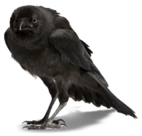 WEBP