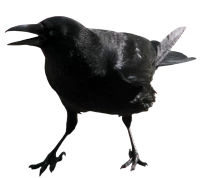 WEBP