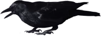 WEBP