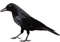 WEBP