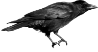 WEBP
