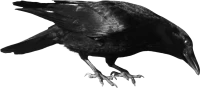 WEBP