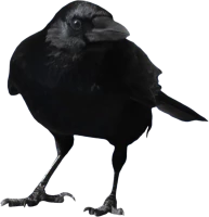 WEBP
