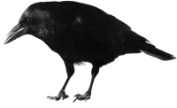 WEBP