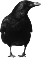 WEBP