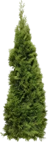 WEBP