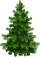 WEBP