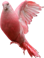 WEBP