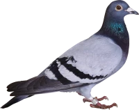 WEBP
