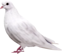 WEBP
