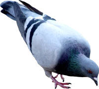 WEBP