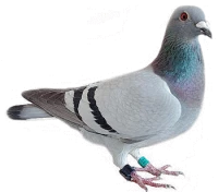 WEBP