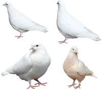 WEBP