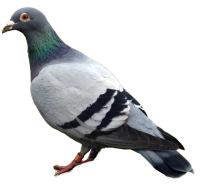 WEBP