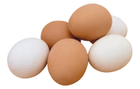 WEBP