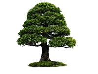WEBP