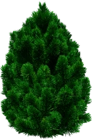WEBP