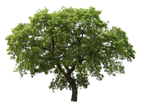 WEBP