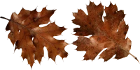 WEBP
