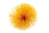 WEBP