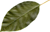 WEBP