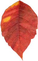 WEBP