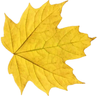 WEBP
