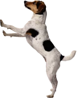 WEBP