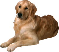 WEBP