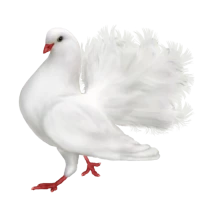WEBP