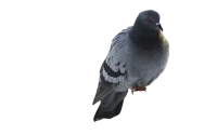WEBP