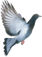 WEBP