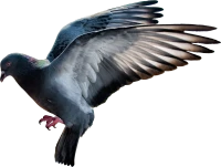 WEBP