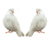 WEBP