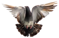 WEBP