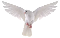 WEBP