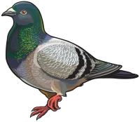 WEBP
