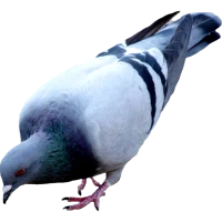 WEBP