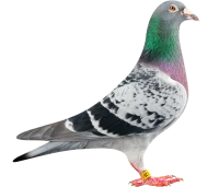 WEBP