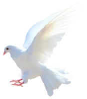 WEBP