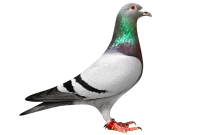 WEBP