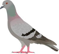 WEBP