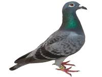 WEBP